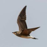 wildlife-and-nature-tour-04